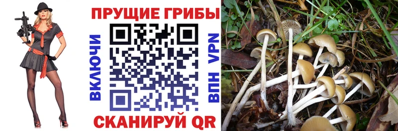 цены наркотик  Усть-Илимск  Псилоцибиновые грибы Cubensis 